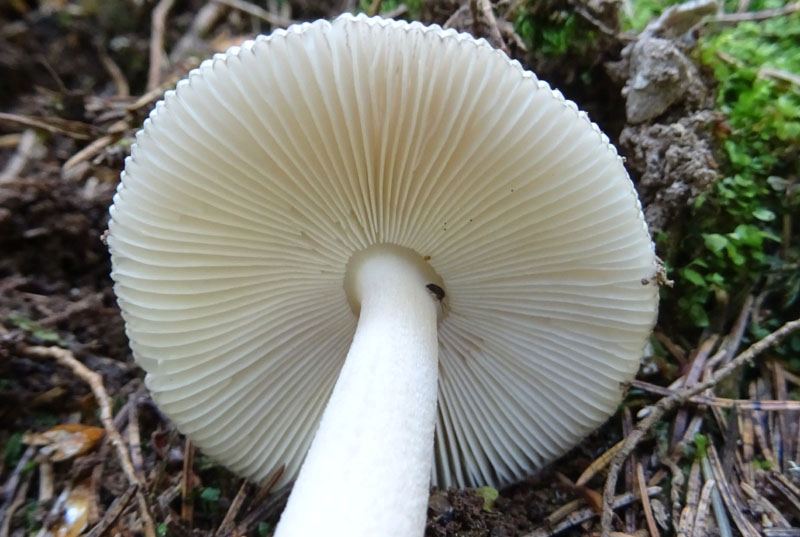 Amanita submembranacea ?
